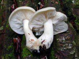 L. decastes – White close gills show the sinuate attachment at the stalk.